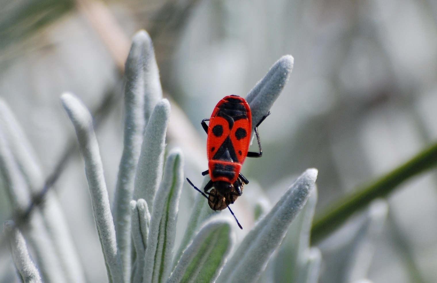 Pyrrhocoridae: Pyrrhocoris apterus del Lazio (Rm)